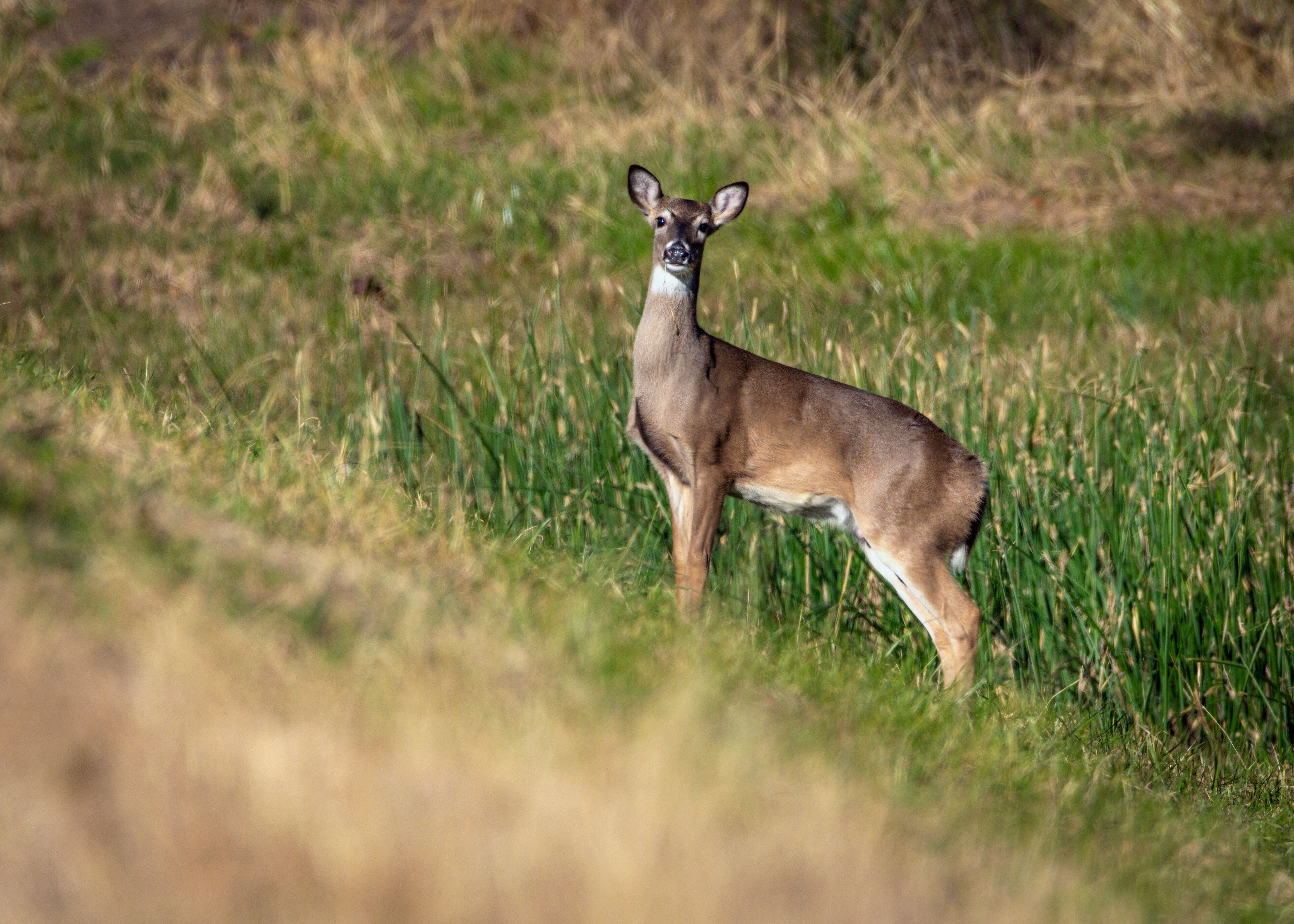 White-tailed Deer along Clear Creek in Pearland, Texas!
