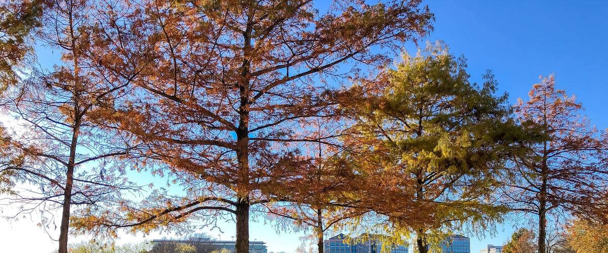 Peaceful riverside picnic table and corporate building offices along Trinity River near Dallas, Texas, America