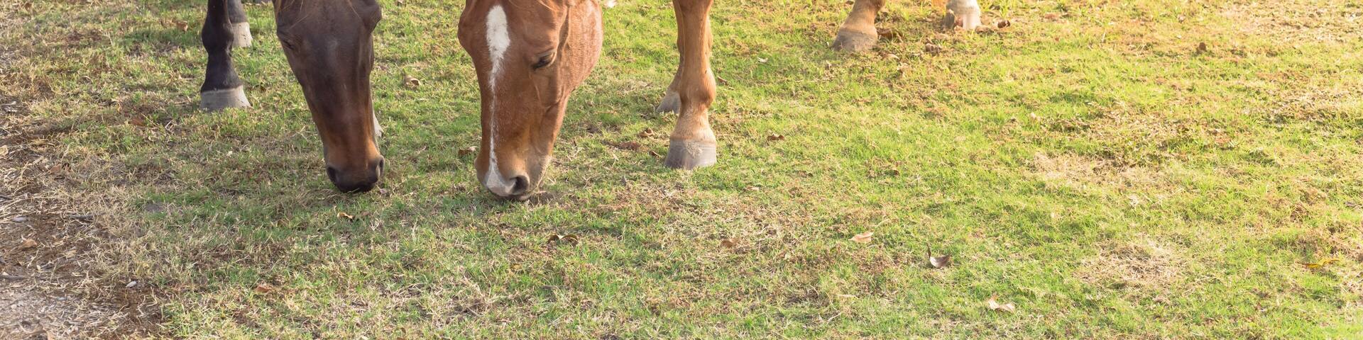 Dos caballos pastando en un campo cubierto de hierba, con un establo al fondo.