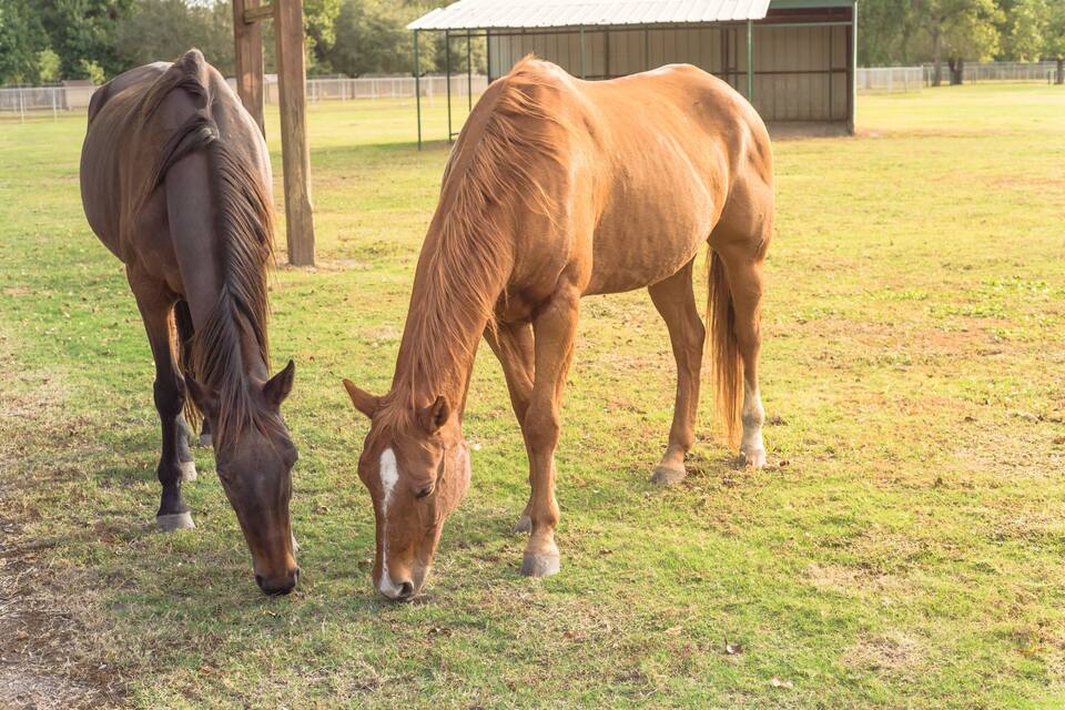 Two horses grazing in a grassy field with a stable in the background.