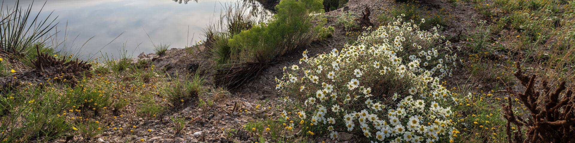 A serene landscape with a body of water, wildflowers, and a cloudy sky.