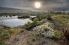 The morning sun illuminates the wildflowers and local pond, part of the Odessa Mountain Bike Park with bushes and houses in the background under hazy sky, Permian Basin, Odessa, Texas