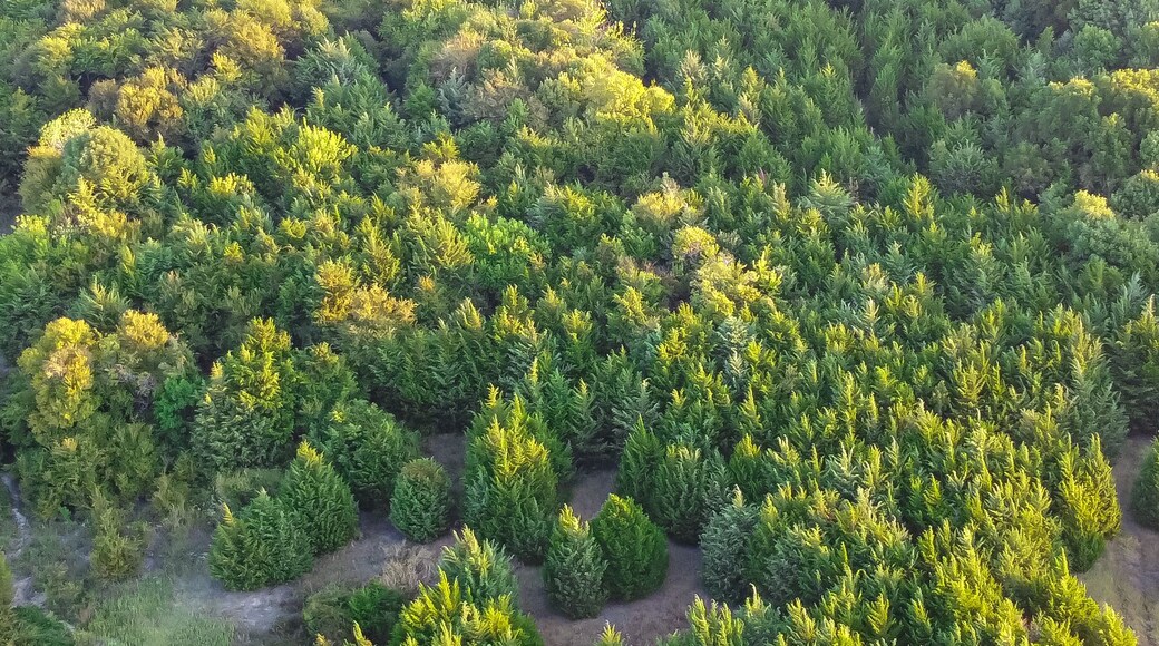 Panoramic aerial view lush green pine trees at Ticky Creek Park, northern end of Lake Lavon in Princeton, Texas, USA