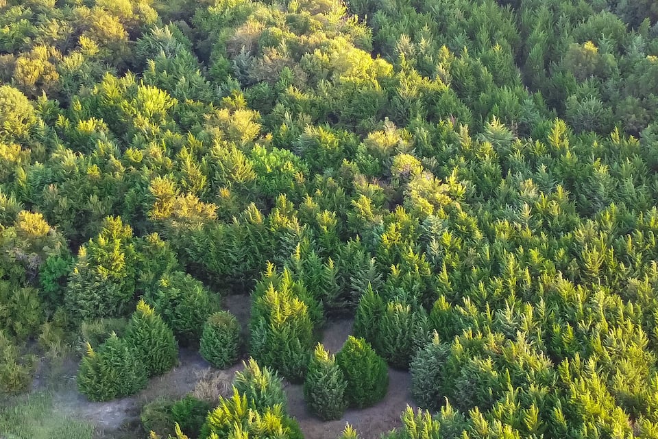 Vista aérea de uma floresta costeira com uma praia arenosa e mar azul límpido.