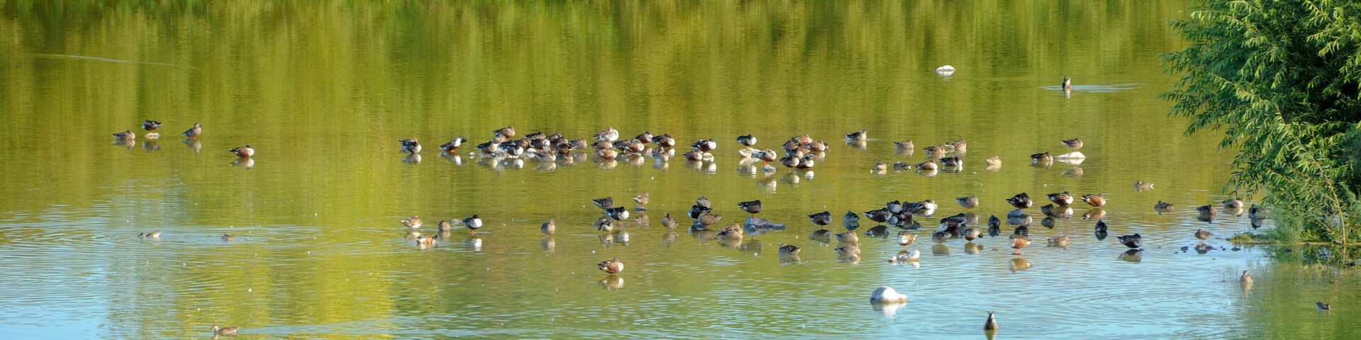 Henderson Bird Viewing Preserve, Henderson, Nevada