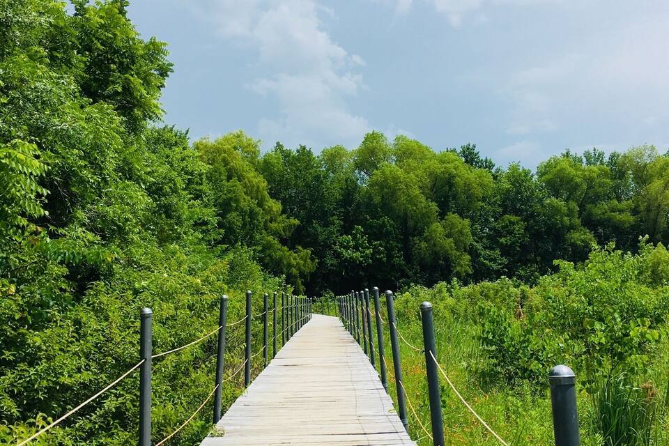 A wooden boardwalk leading through a lush green forest.