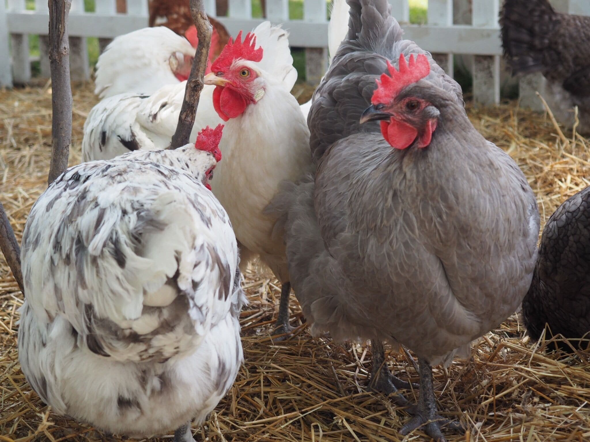 Annual Tour D Coop walking tour. Visit a variety of chicken breeds and their artsy hen houses.