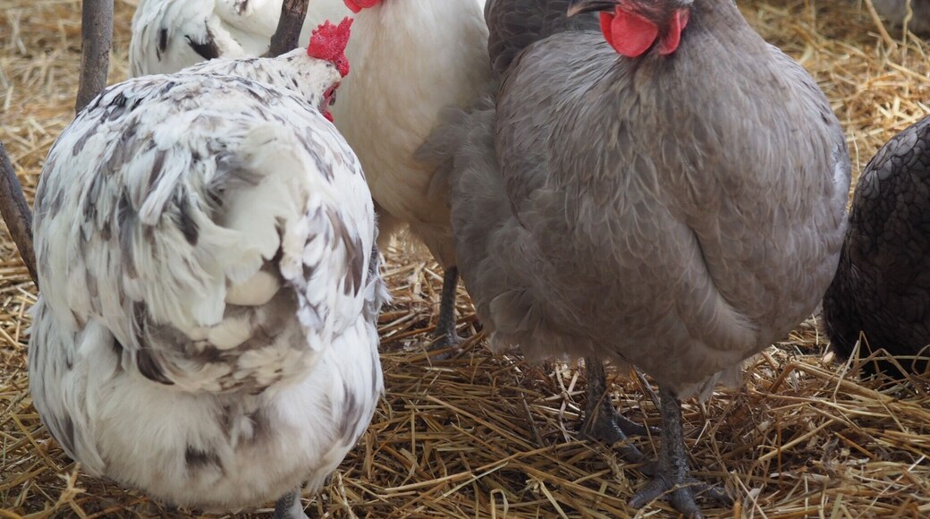 Annual Tour D Coop walking tour. Visit a variety of chicken breeds and their artsy hen houses.