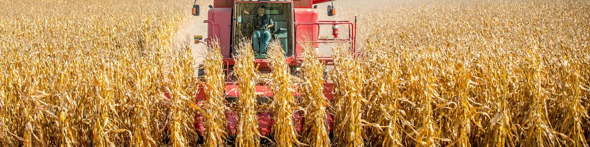 A red combine harvester in a golden wheat field with a clear sky.