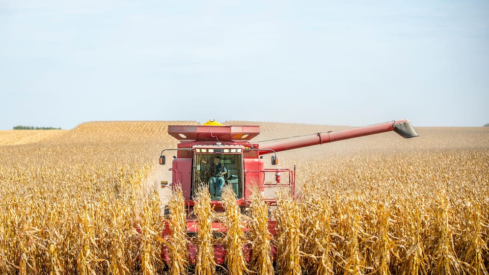 A red combine harvester in a golden wheat field with a clear sky.