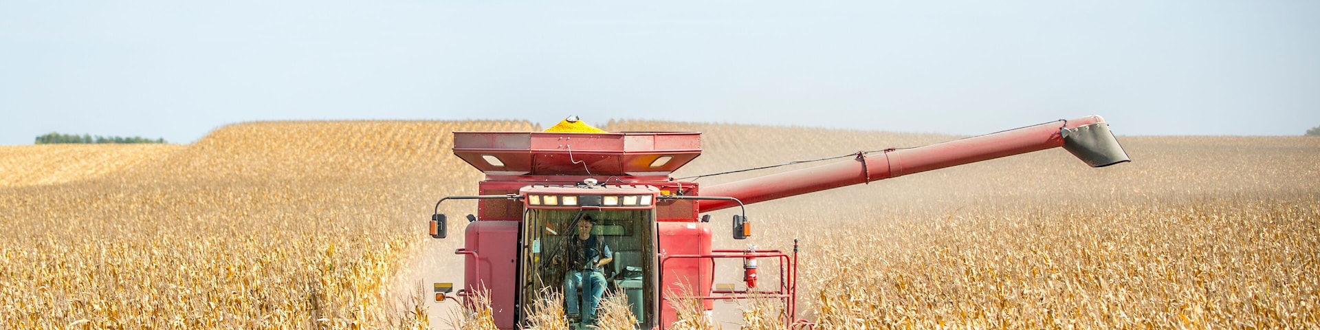Farmer operates a combine during the agricultural harvest of corn in late fall.