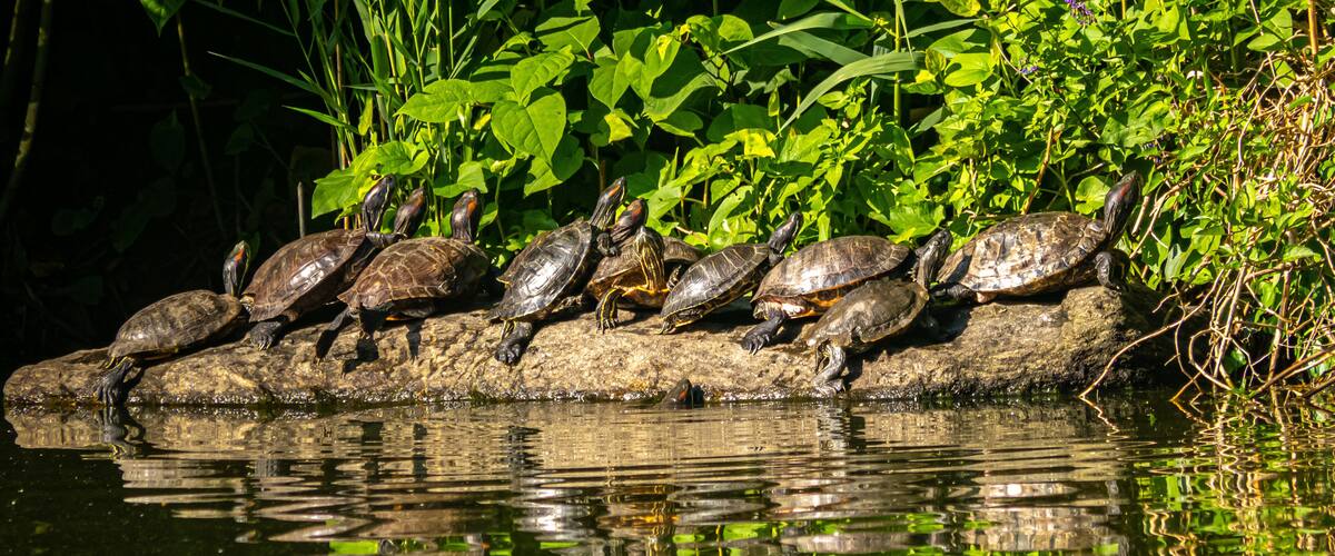 Turtles on rock in Central PArk