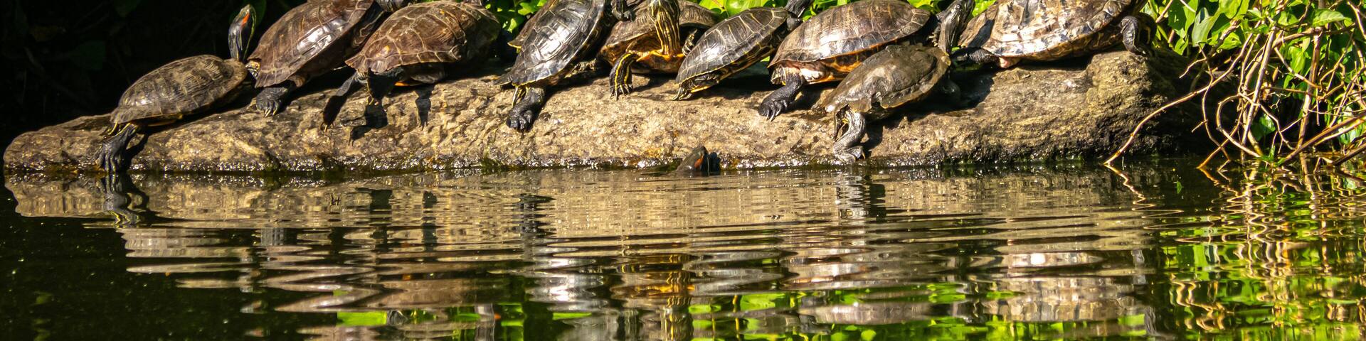 A group of turtles on a log over water, surrounded by greenery.