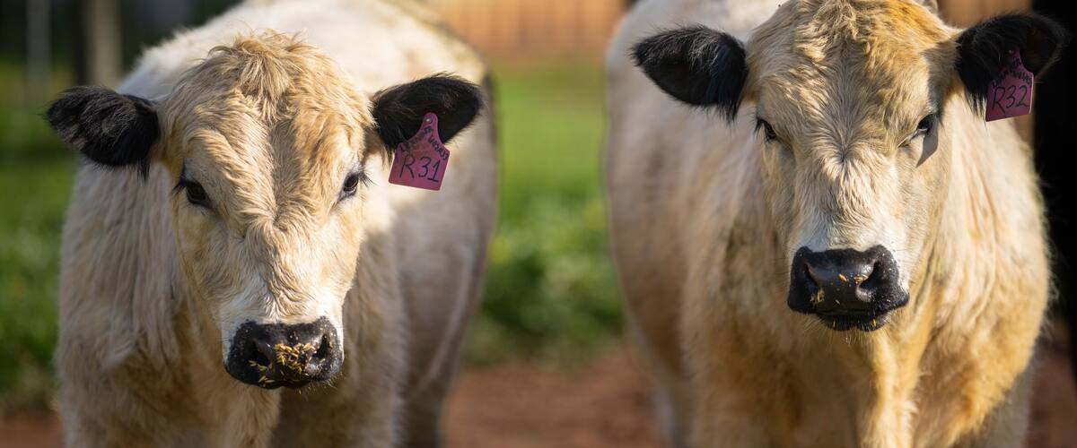 Speckle park bulls and Cows in a field long pin outback Australia