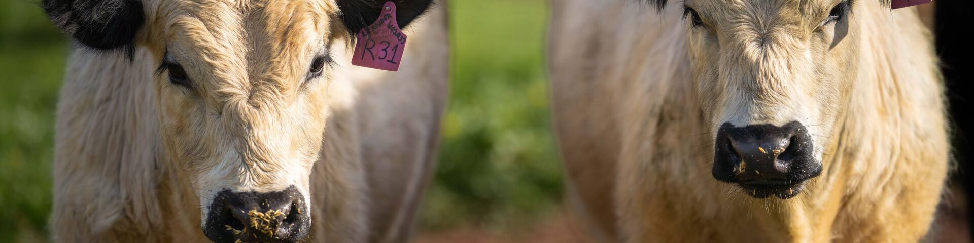 Speckle park bulls and Cows in a field long pin outback Australia