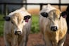 Speckle park bulls and Cows in a field long pin outback Australia