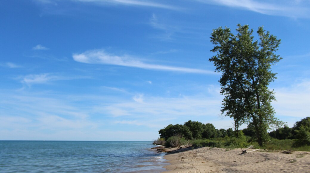 Cirrus clouds and a cottonwood tree at North Dunes Nature Preserve at Illinois Beach State Park at Lake Michigan