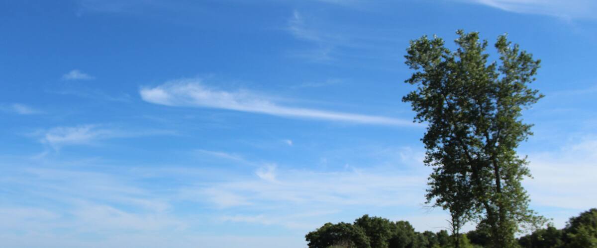 Cirrus clouds and a cottonwood tree at North Dunes Nature Preserve at Illinois Beach State Park at Lake Michigan