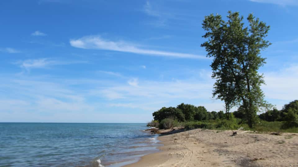 A sandy beach with gentle waves, a clear blue sky, and a solitary tree.