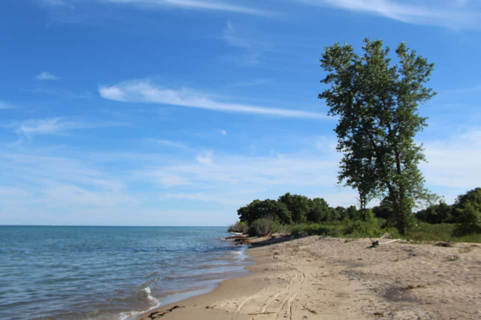 Una spiaggia sabbiosa con onde tranquille, un cielo azzurro limpido e un albero solitario.