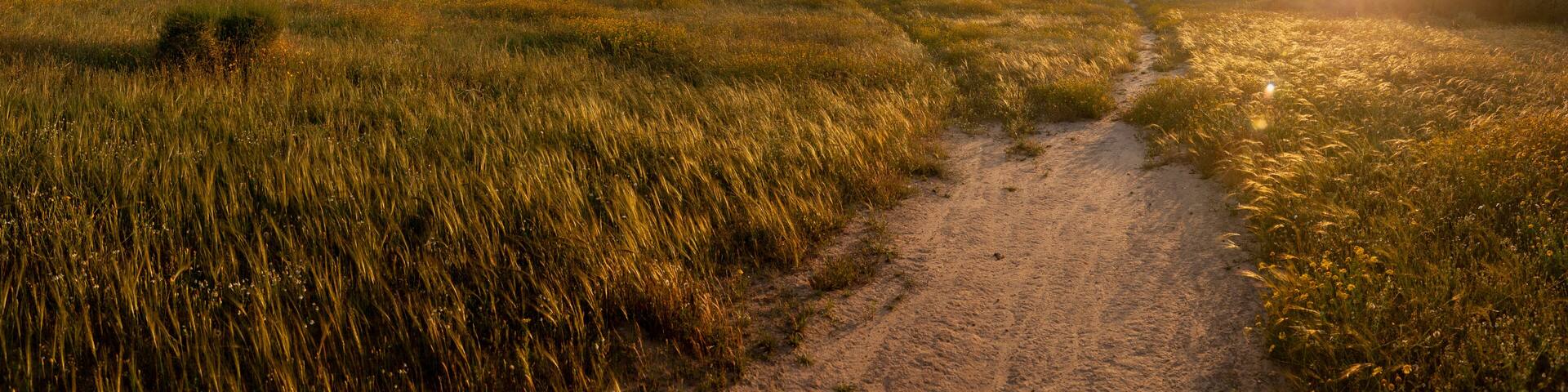A dirt path leading through a grassy field with a hill in the background and the sun setting or rising.