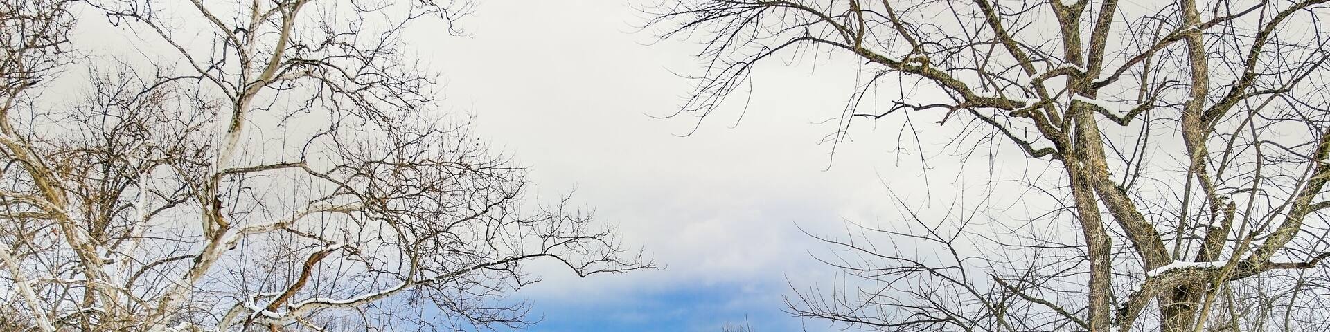 Snowy Covered Bridge and Sycamores