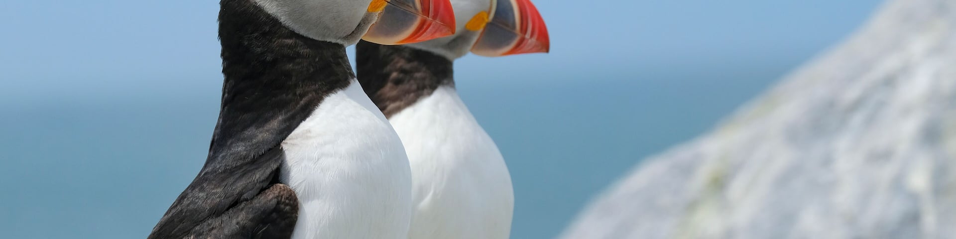 Northern Atlantic Puffin, Machias Seal Island