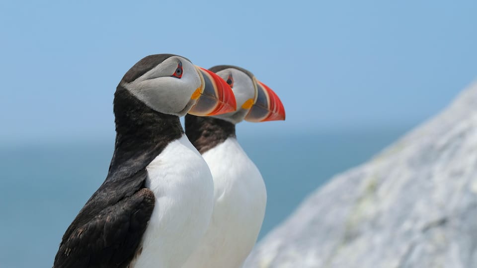 Two puffins with distinctive orange beaks and black and white plumage perched on a rocky cliff.