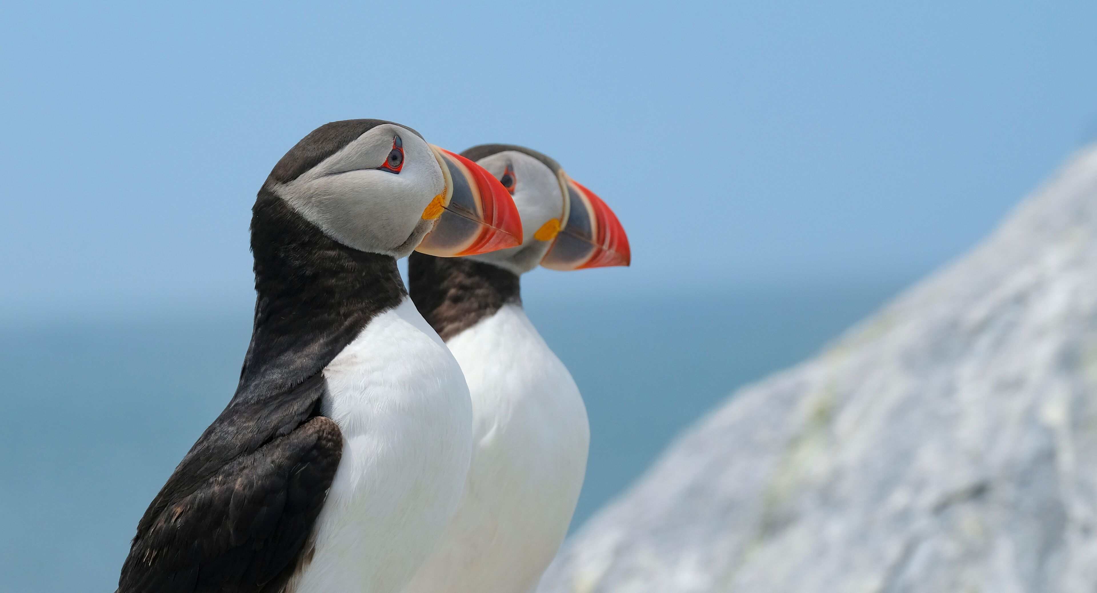 Two puffins with distinctive orange beaks and black and white plumage perched on a rocky cliff.
