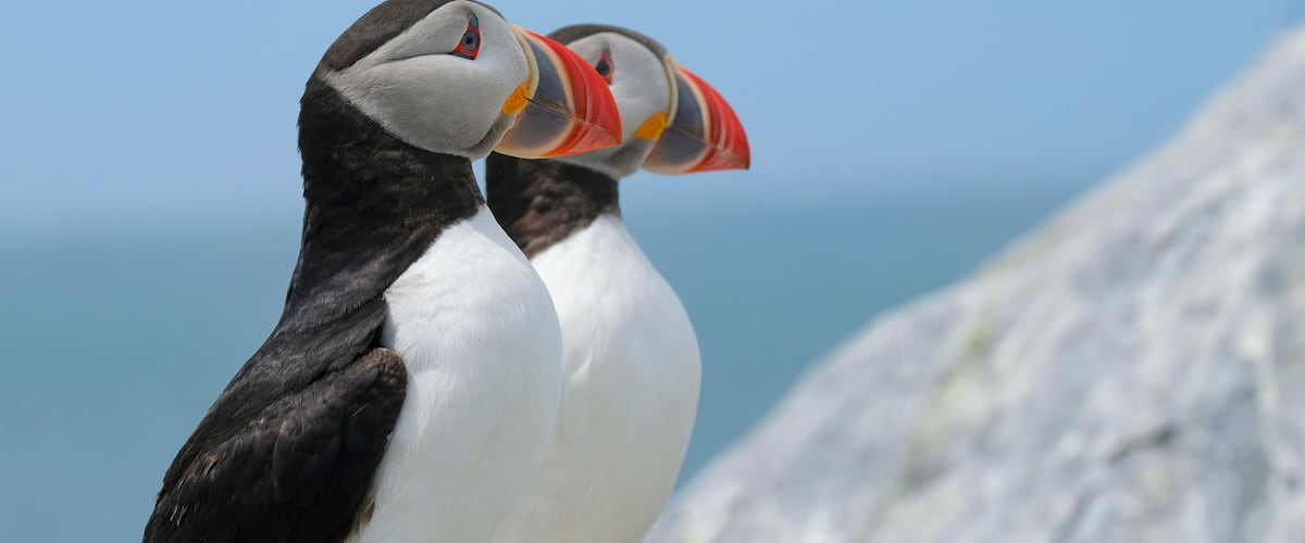 Northern Atlantic Puffin, Machias Seal Island