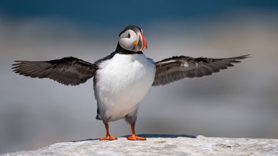 A puffin standing on a rock with its wings spread.