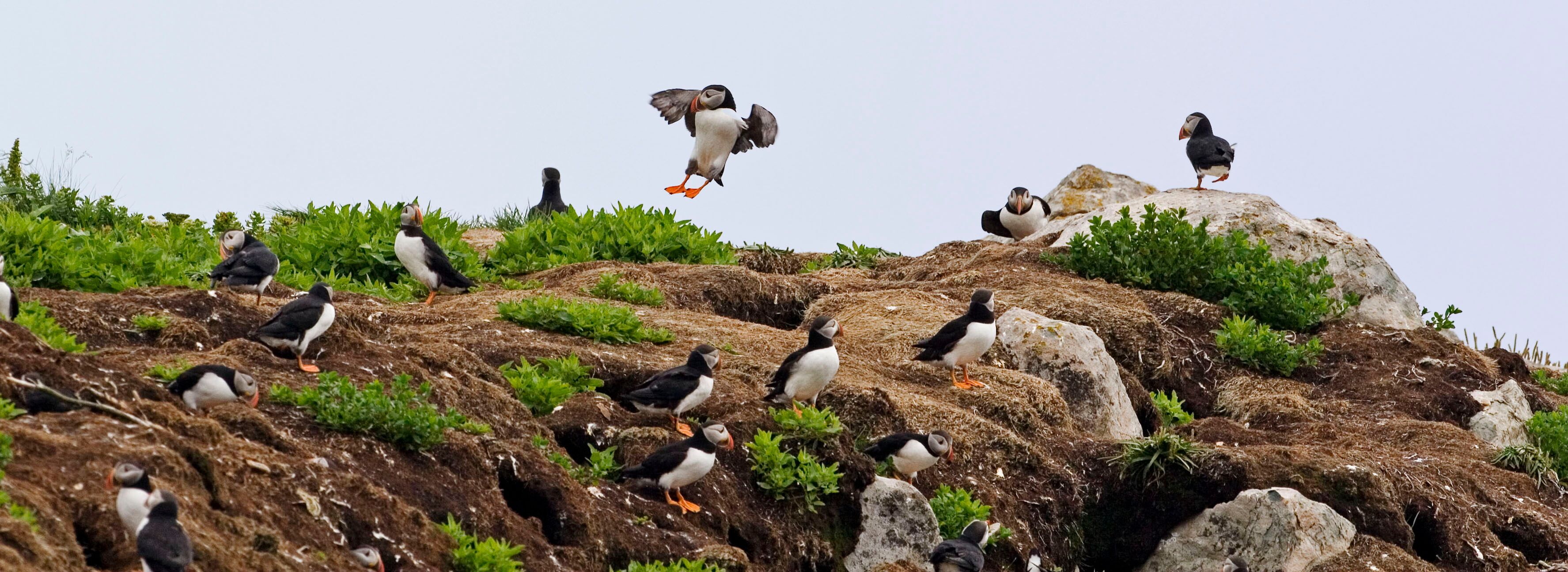 An Atlantic Puffin looks up from a cliff