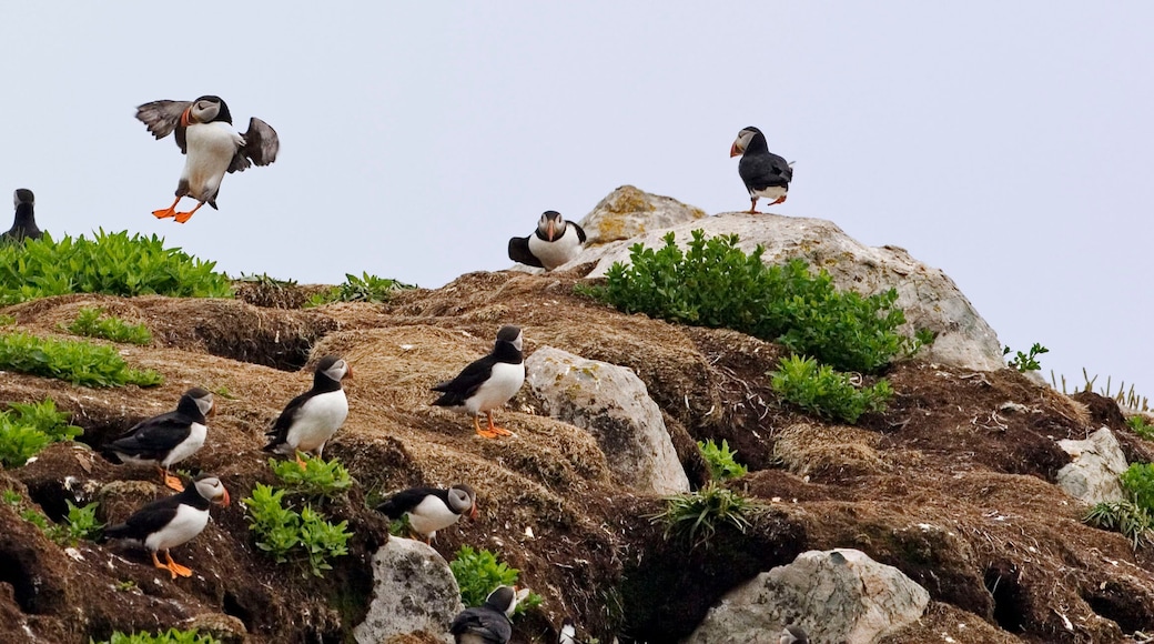 An Atlantic Puffin looks up from a cliff