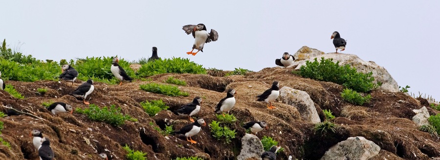 An Atlantic Puffin looks up from a cliff