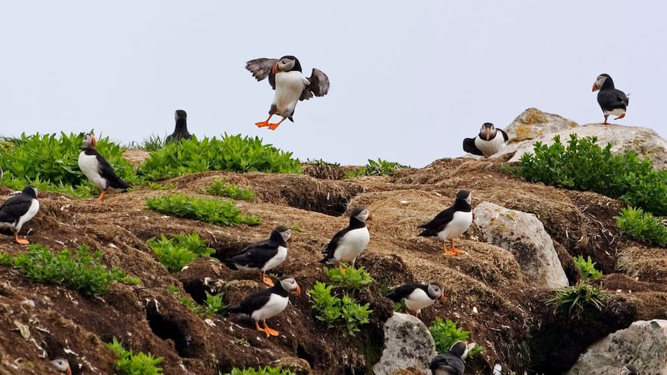 A rocky landscape with puffins perched on rocks and one puffin in flight.
