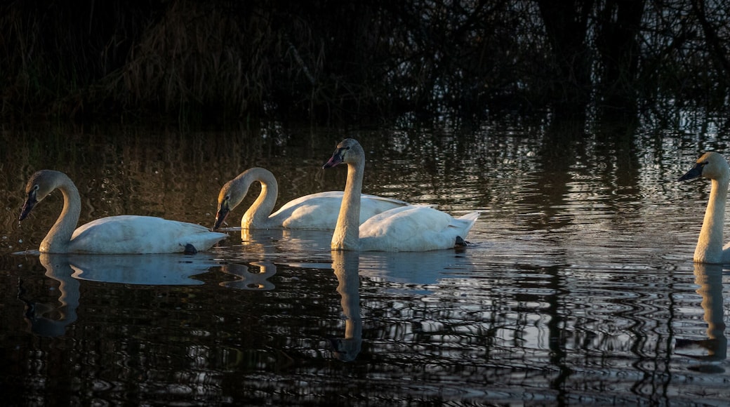 Tundra Swan (Cygnus columbianus) in morning light. William L. Finley National Wildlife Refuge, Oregon.