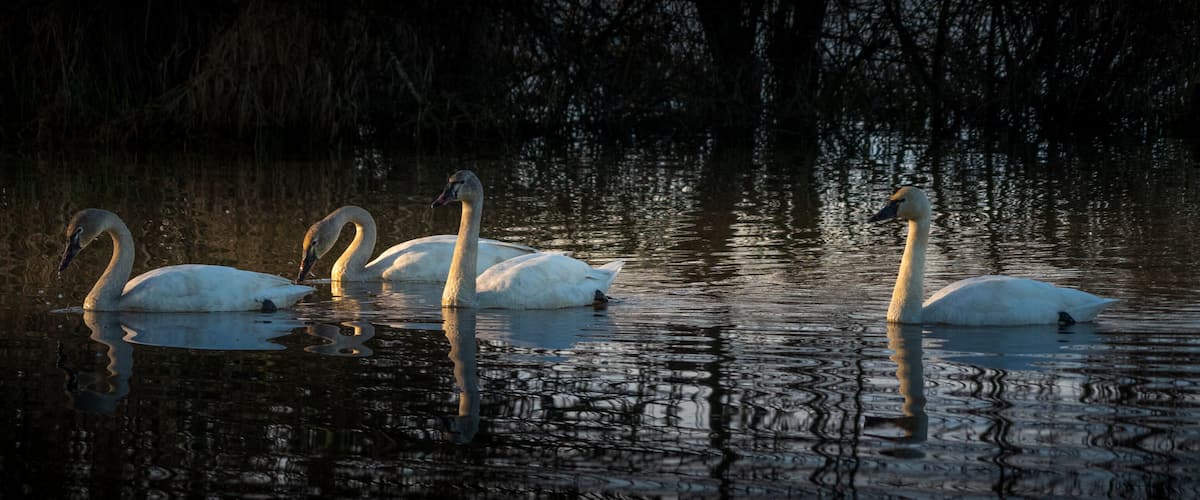 Tundra Swan (Cygnus columbianus) in morning light. William L. Finley National Wildlife Refuge, Oregon.