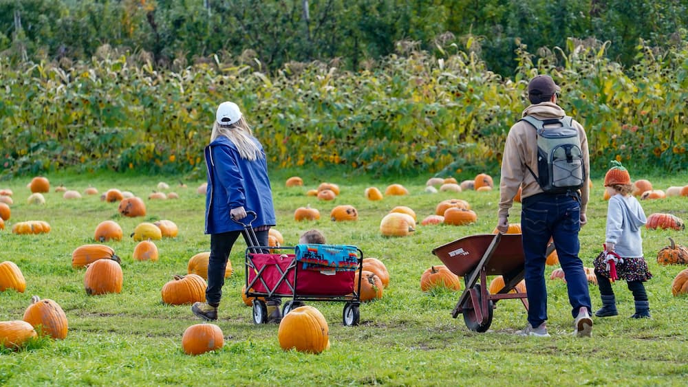 Salem, Oregon - 10-17-2021: A woman and her son and husband with a wheelborrow and wagon in a pumpkin patch with sunflowers in background selecting pumpkins to purchase