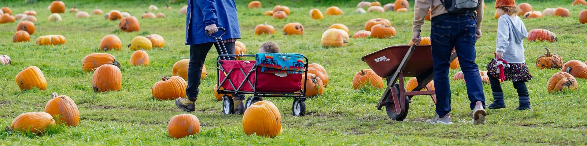 Salem, Oregon - 10-17-2021: A woman and her son and husband with a wheelborrow and wagon in a pumpkin patch with sunflowers in background selecting pumpkins to purchase