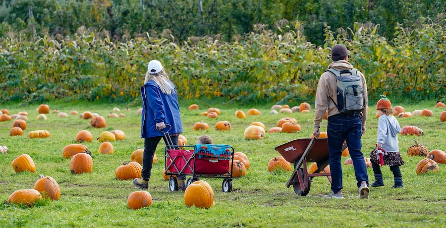 Salem, Oregon - 10-17-2021: A woman and her son and husband with a wheelborrow and wagon in a pumpkin patch with sunflowers in background selecting pumpkins to purchase