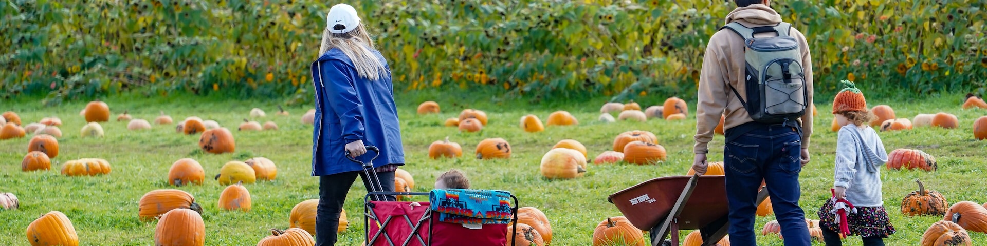Salem, Oregon - 10-17-2021: A woman and her son and husband with a wheelborrow and wagon in a pumpkin patch with sunflowers in background selecting pumpkins to purchase