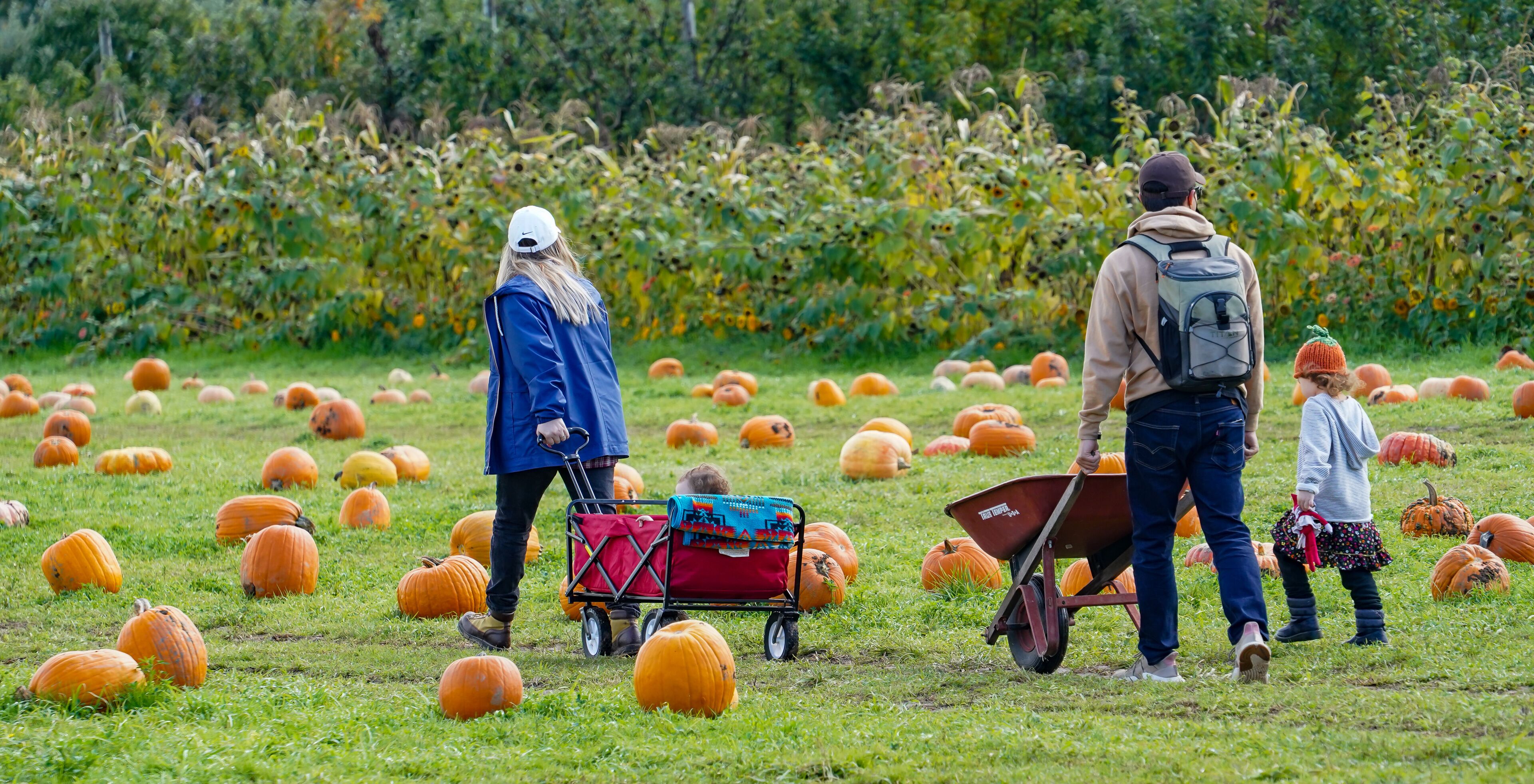 A field with numerous pumpkins, a person pushing a wheelbarrow, and another person with a child.