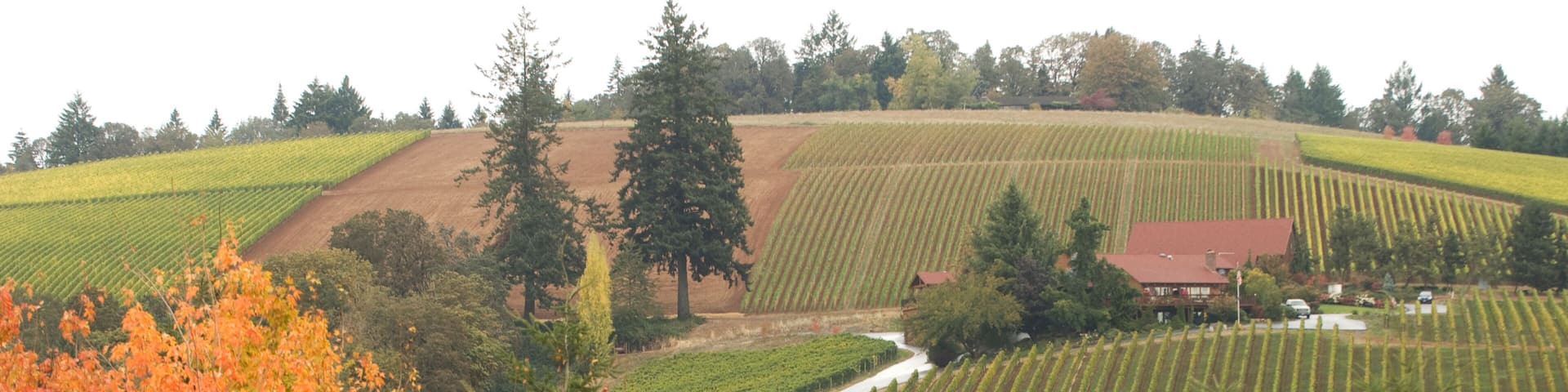 BPYD4G Red Ridge Farms Nursery; Willamette Valley; McMinnville; Oregon