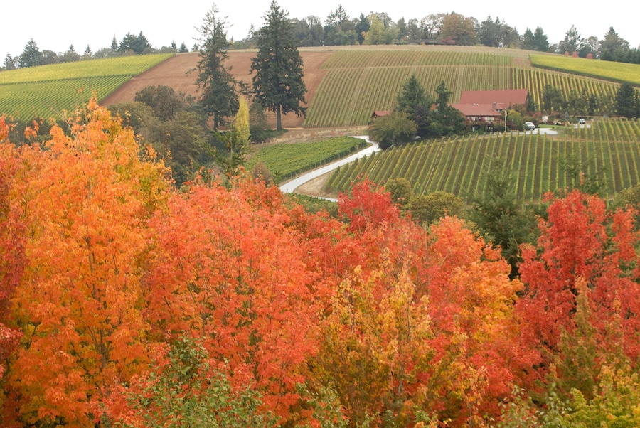 BPYD4G Red Ridge Farms Nursery; Willamette Valley; McMinnville; Oregon