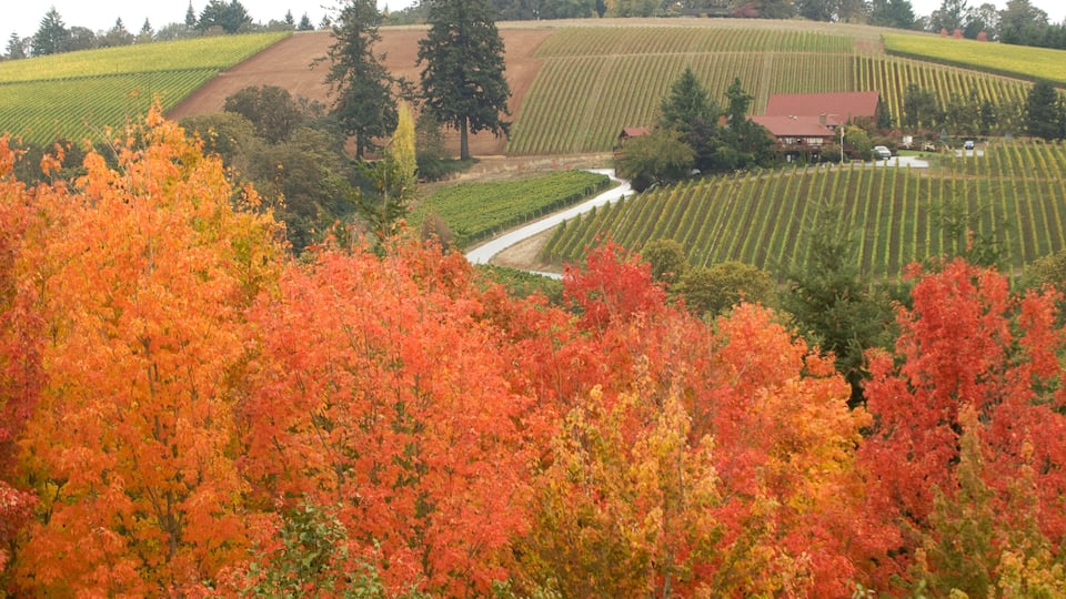 A vineyard with rows of grapevines, a winding stream, and autumn-colored trees.