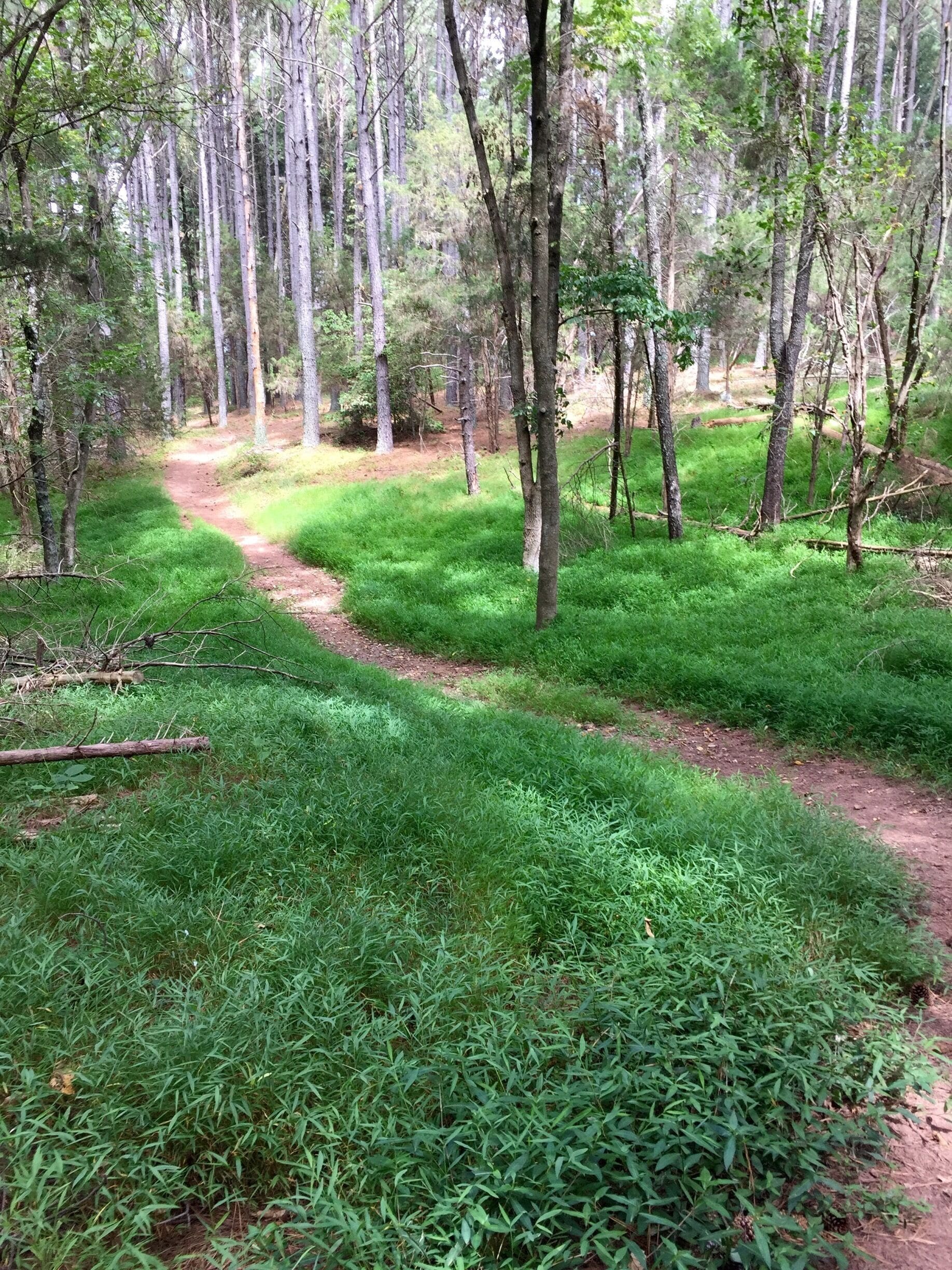 Hiking in Manassas Battlefield Park!