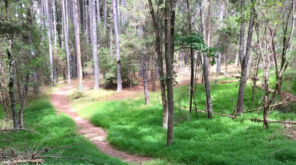 Hiking in Manassas Battlefield Park!