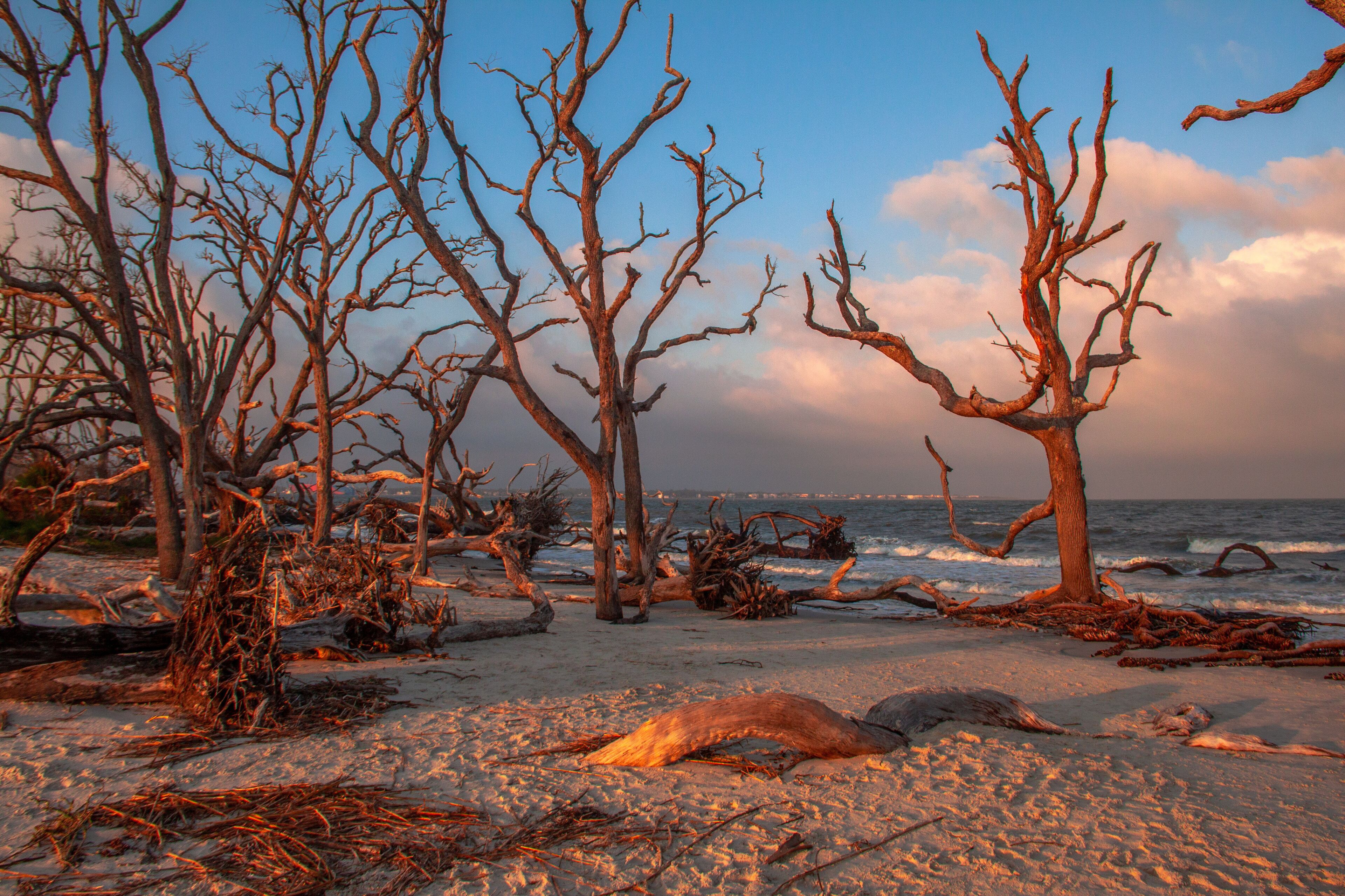 A beach with dead trees and driftwood.