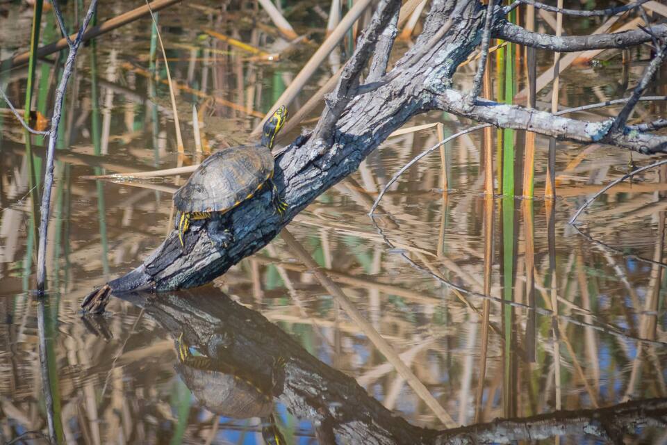 Una tortuga sobre una rama, sobre el agua, con reflejos.