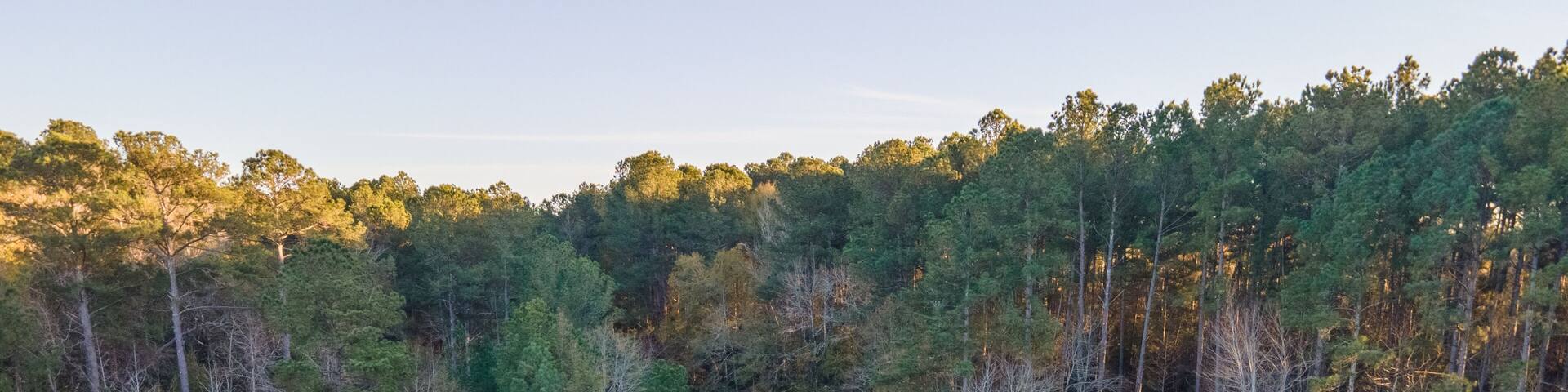 A river surrounded by dense forest.